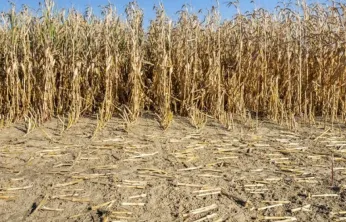 2025 yılında İç Anadolu'da tarımsal kuraklık üreticileri olumsuz etkiledi