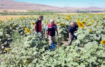 Bünyan'da damlama sulama ile ay çekirdeği üretiminde fenolojik gözlem yapıldı