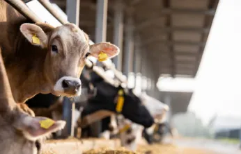 Damızlık amacıyla kullanılacak hayvanlara ilişkin usul ve esaslar düzenlendi