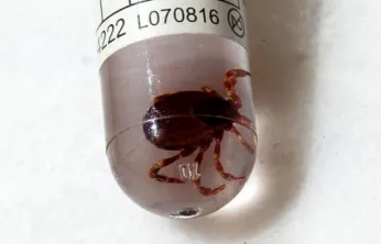 Erciyes Üniversitesi'nden Kene Ölümlerine Çözüm