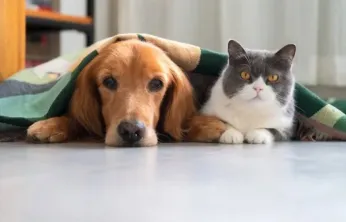 Evcil hayvan kimliklendirme süreci bitiyor: 2026'da cezalı kayıt başlayacak