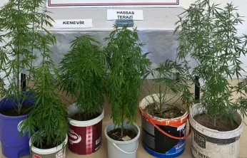 Evinde kenevir yetiştiren şüpheliye jandarmadan gözaltı