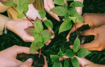 Her fidan bir nefes: 11 Kasım Milli Ağaçlandırma Günü nedir?
