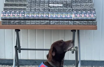 Jandarma bin 426 paket bandrolsüz sigara ele geçirdi