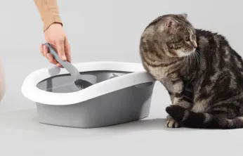 Kasımda zam şampiyonu evcil hayvan ürünleri oldu