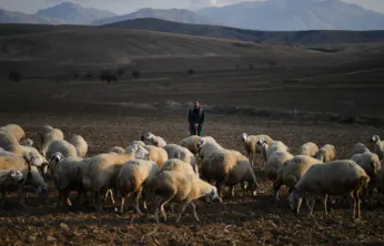 Kayseri'de Kırsal Kalkınma: 'Koyunlar Artıyor, Meralar Şenleniyor' Projesi