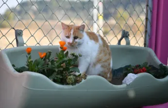 Kayseri'de Sokak Kedilerine Özel Bakım: Kedi Bakım Evi Faaliyette
