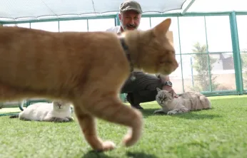 Kedi Kasabasında 40 kediyi 65 bin kişi ziyaret etti