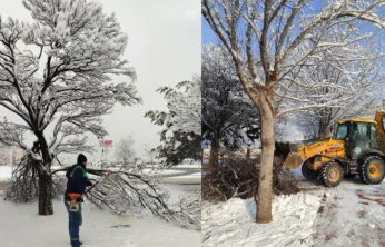 Kış Çalışmalarında Ağaç Güvenliği Seferberliği