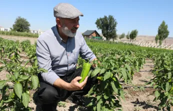 Kocasinan Belediyesi'nden Ücretsiz Kapya Biberi Tohumu