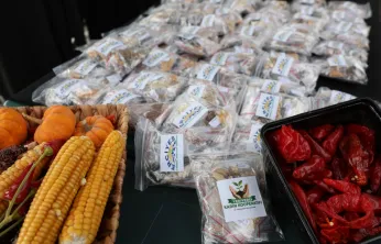 Kocasinan'da tarıma 22 bin 500 ata tohumu desteği