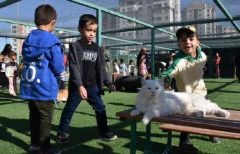 Küçük Dostlar Kedi Kasabasında Beş Yıldızlı Konfor