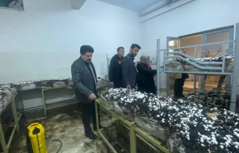 Sarız'da öğrenciler mantar yetiştiriyor