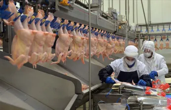 Tavuk üreticilerine fahiş fiyat darbesi: İhracatı durduruldu