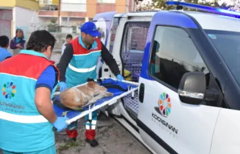 Türkiye'de İlk 'Küçük Dostlar Ambulansı' ile 10 Bin 280 Can Kurtarıldı