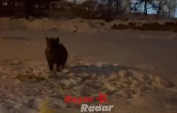 Yaban domuzları Kayseri'de şehre indi