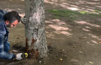 Yeşil alanlarda çevreci ilaçlama