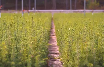 Yeşil Vatan Seferberliği için fidan dikimi 11 Kasım'da başlıyor: Fidan nasıl dikilir?