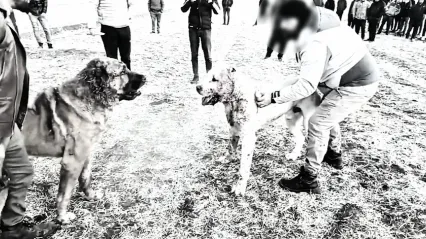 Köpek boğuşturan 8 kişi gözaltına alındı