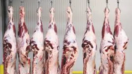 KTB duyurdu: 'Sığır karkas kesim standartlarında önemli değişiklikler yapıldı'