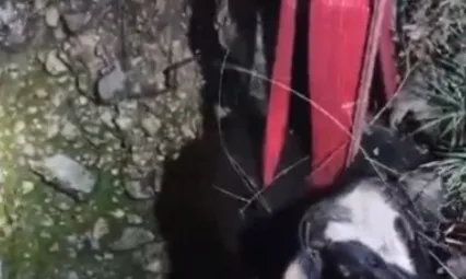 15 metrelik kuyuya düşen inek, 3 saatte kurtarıldı