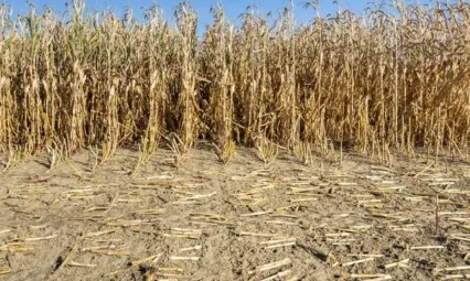 2025 yılında İç Anadolu'da tarımsal kuraklık üreticileri olumsuz etkiledi