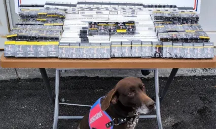 700 paket bandrolsüz kaçak sigara ele geçirildi