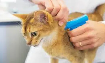 Evcil hayvanlarda mikro çip taktırmanın önemi nedir?