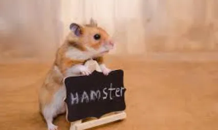 Hamsterınıza Evrim Teorisini Nasıl Öğretirsiniz?