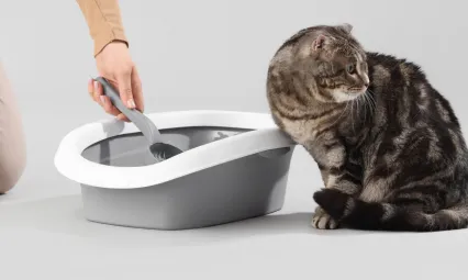 Kasımda zam şampiyonu evcil hayvan ürünleri oldu