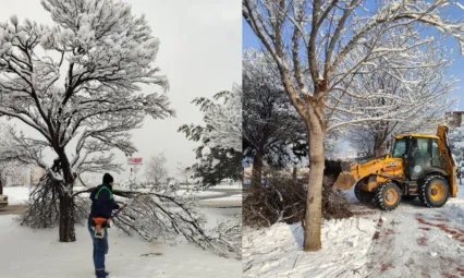 Kış Çalışmalarında Ağaç Güvenliği Seferberliği