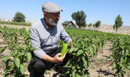Kocasinan Belediyesi'nden Ücretsiz Kapya Biberi Tohumu