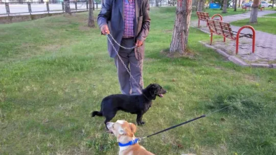 'Can yoldaşım' dediği köpek için gözyaşı döküyor