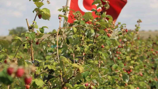 'Olmaz' denileni hobi olarak yaptı, Kayseri'deki tek ahududu bahçesini kurdu