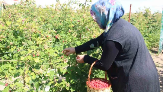 'Olmaz' denileni hobi olarak yaptı, Kayseri'deki tek ahududu bahçesini kurdu