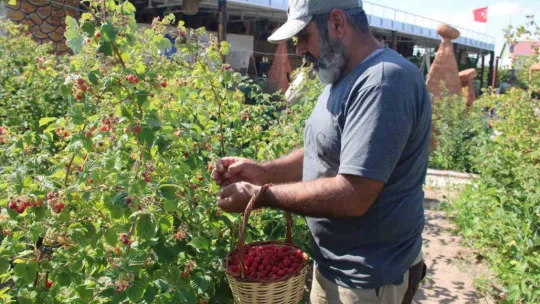 'Olmaz' denileni hobi olarak yaptı, Kayseri'deki tek ahududu bahçesini kurdu