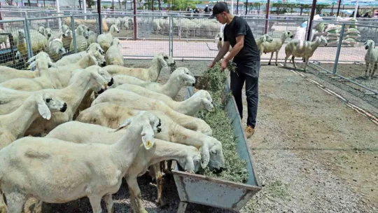 'Talas Kurban Pazarı'nda büyük bir hizmet yapılmış'