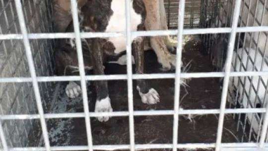 12 pitbul cinsi köpek bulundu