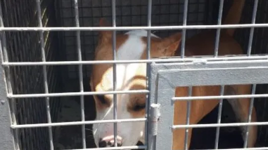 12 pitbul cinsi köpek bulundu