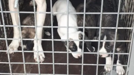 12 pitbul cinsi köpek bulundu