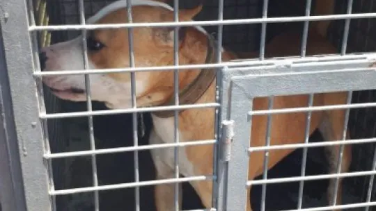 12 pitbul cinsi köpek bulundu