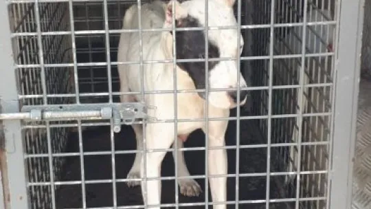 12 pitbul cinsi köpek bulundu