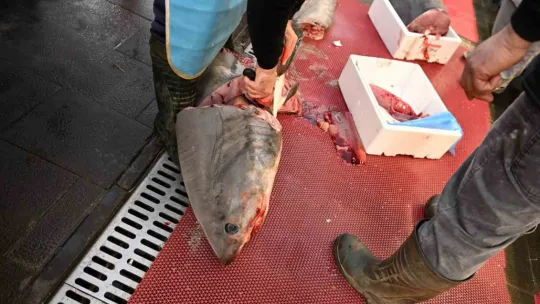 3,5 metrelik yasaklı köpek balığının satışına ceza