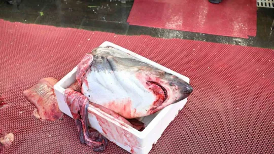 3,5 metrelik yasaklı köpek balığının satışına ceza