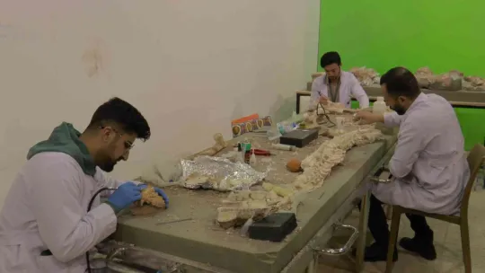 7,5 milyon yıllık fosilleri ayaklandırıyorlar