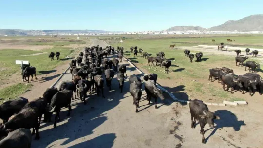 Afrika değil Kayseri