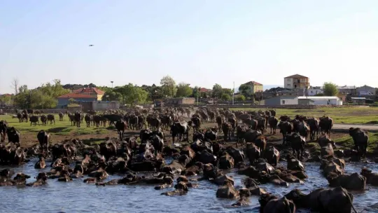 Afrika değil Kayseri