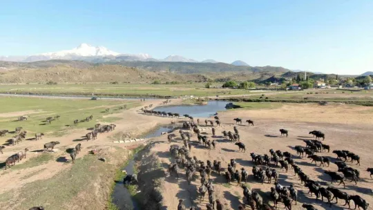 Afrika değil Kayseri