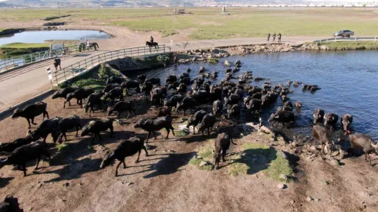 Afrika değil Kayseri