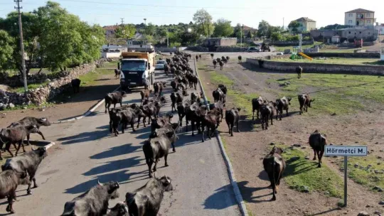 Afrika değil Kayseri